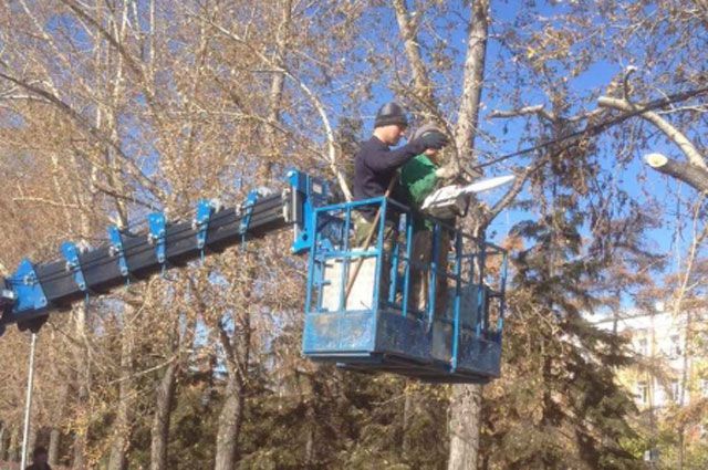 В Иркутске начали формовочную обрезку деревьев