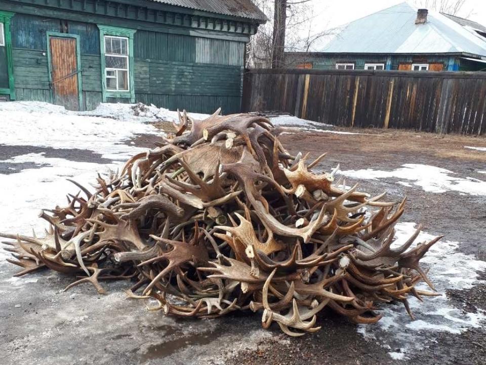 Более 600 рогов лося изъяли на федеральной трассе в Тайшетском районе