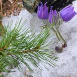 Метеорологи назвали благом для аграриев апрельские снегопады в Прибайкалье