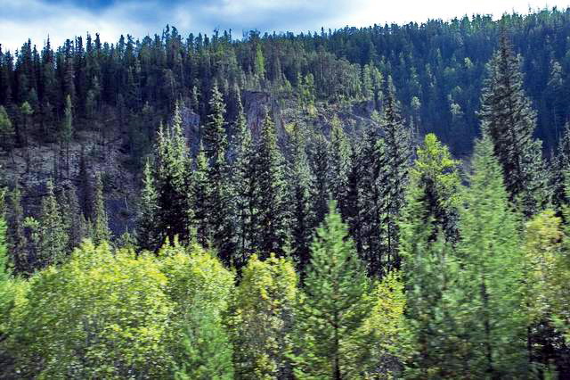 Иркутскую область отметили за борьбу с незаконными рубками леса