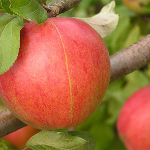 Яблочные антисанкции: правильный шаг или привкус средневековья?