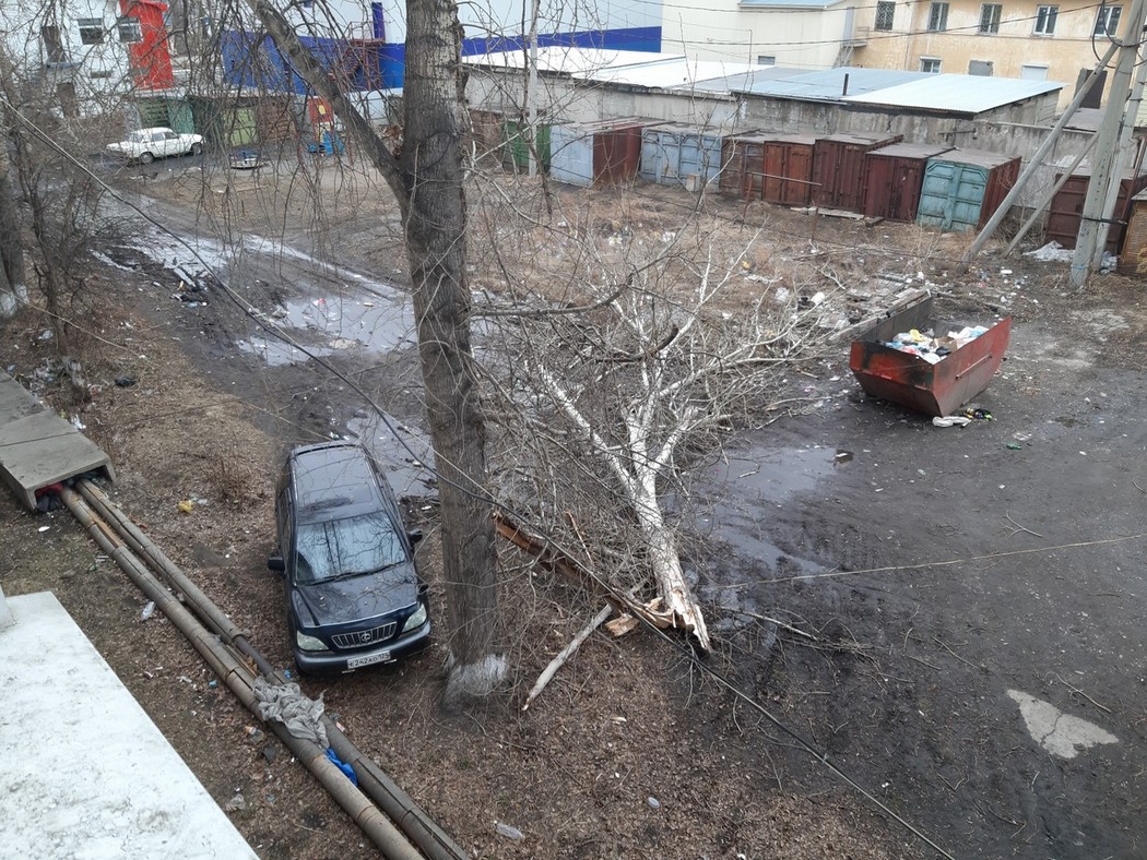 Тополя угрожают здоровью жильцов дома №5 по улице Горького в Тайшете
