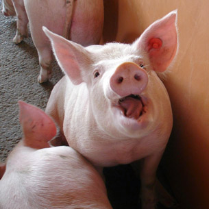 Средняя свинья Прибайкалья похудела на 9 кг