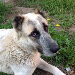 На отлов 161 бездомной собаки администрация Тайшетского района потратит около 400 000 рублей