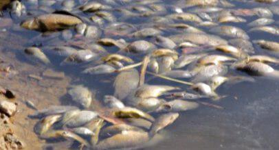 В реке Биликтуйке в Усольском районе погибла рыба