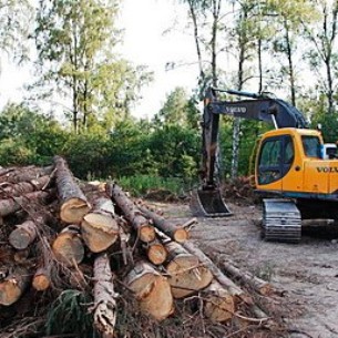 Вырубка леса в «Туколони» была необходимой санитарной мерой