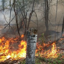 В лесах Иркутской области потушили 19 пожаров