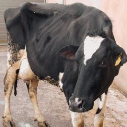 Владельцам фермы, на которой гибнут коровы, предложено обменять животных на корм