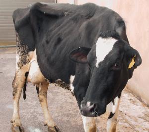Владельцам фермы, на которой гибнут коровы, предложено обменять животных на корм