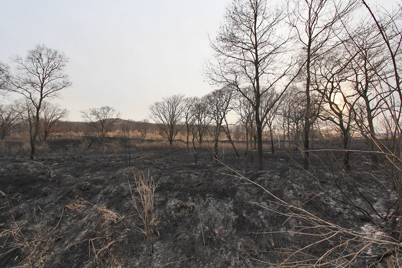 Новых возгораний на землях лесного фонда в Иркутской области не обнаружено