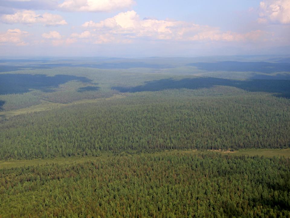 Все пожары на землях лесного фонда в Иркутской области потушены