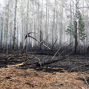 В Иркутской области 9 мая ликвидировали 14 лесных пожаров