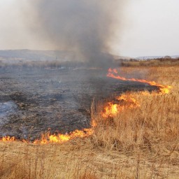 Пять пожаров ликвидировано на землях лесного фонда в Иркутской области