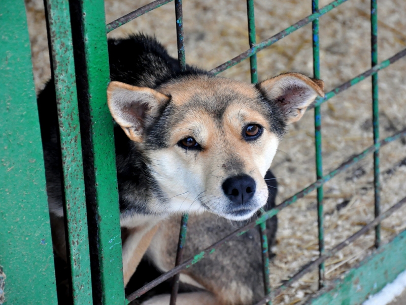 Приют для собак-инвалидов в Иркутске нуждается в помощи