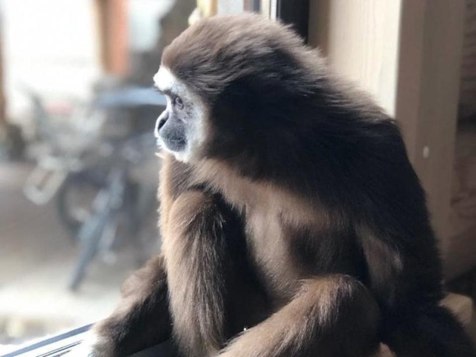 В Иркутске выставка уехала, а обезьяны остались