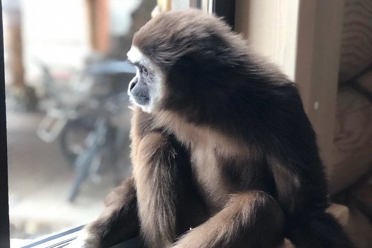 11 обезьян из передвижной выставки оставили в Иркутске после закрытия торговых центров