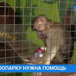 Зоопаркам в Иркутске нужна помощь