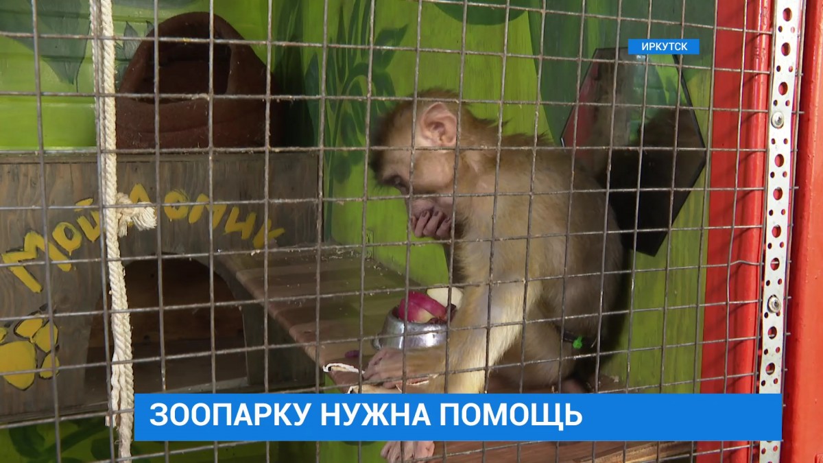 Зоопаркам в Иркутске нужна помощь