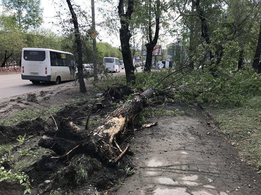 Десятки деревьев повалило шквальным ветром в Иркутске