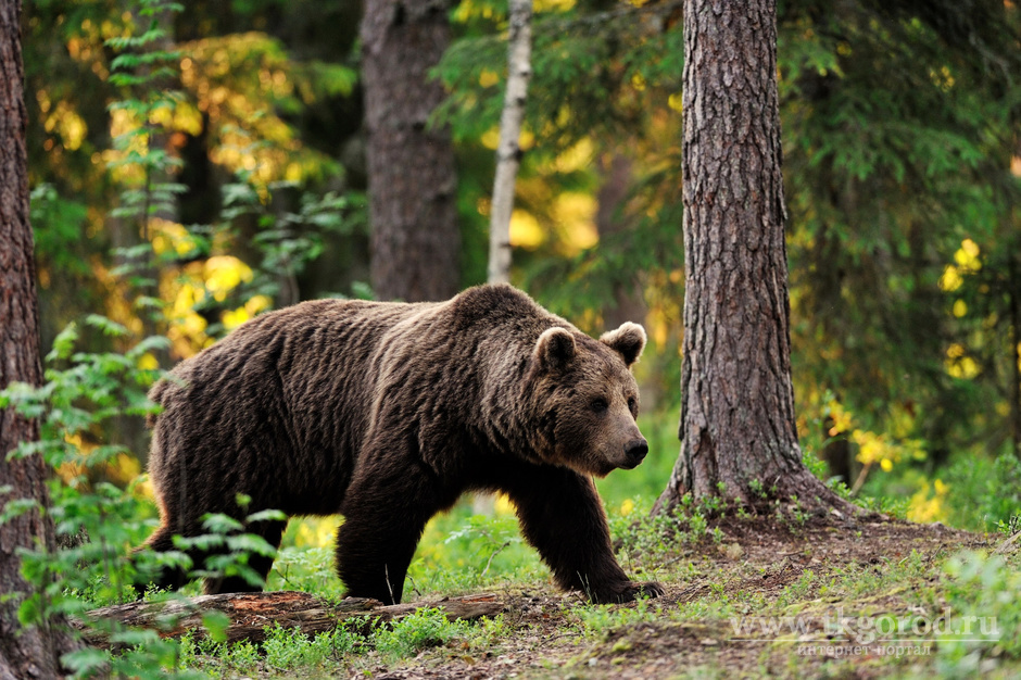 На Байкале сотрудники БПСО спасли туриста от голодного медведя