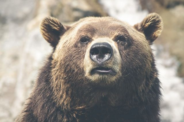 Иркутянина спасли от медведя на Кругобайкальской железной дороге