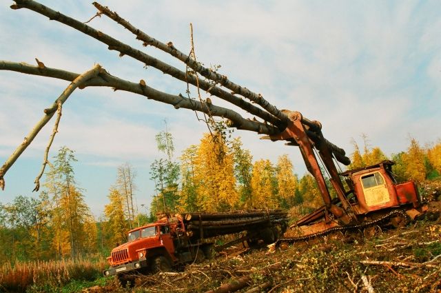 Незаконную рубку леса на 4 млн рублей обнаружили в Иркутской области