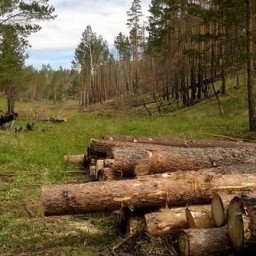 В Иркутской области перед судом предстанет экс-министр лесного комплекса