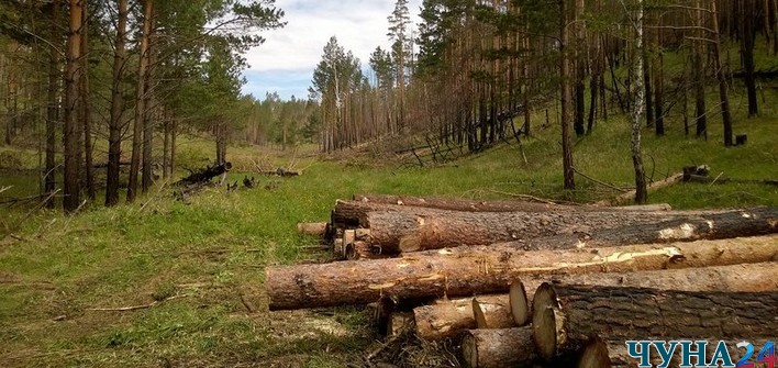 В Иркутской области перед судом предстанет экс-министр лесного комплекса