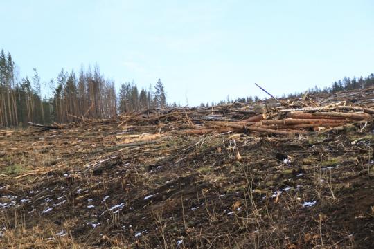 Лесорубы в Иркутской области валят лес вдоль трасс