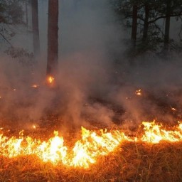 Лесные пожары, паводок, инфекция: не допустить ЧС