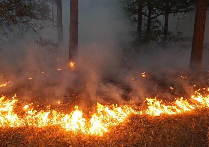 Лесные пожары, паводок, инфекция: не допустить ЧС