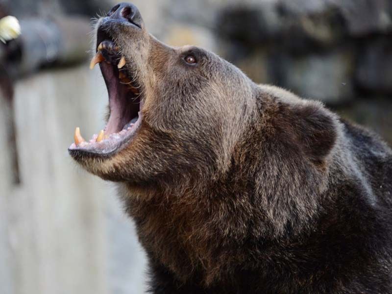 Медведи могут чаще выходить к населенным пунктам Приангарья в этом году <meta itemprop=url content=https://irksib.ru/allnews/12-social/18281-medvedi-mogut-chashche-vykhodit-k-naselennym-punktam-priangarya-v-etom-godu />