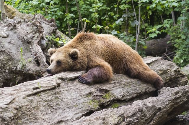 В Иркутской области численность медведя за год выросла на две тысячи