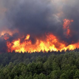 В десяти районах Иркутской области прогнозируется чрезвычайная пожарная опасность