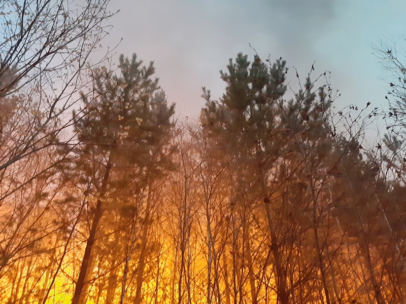 Лесопожарный сезон в районе открыт. Выгорело около 500 гектаров леса