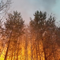 Лесопожарный сезон в районе открыт. Выгорело около 500 гектаров леса