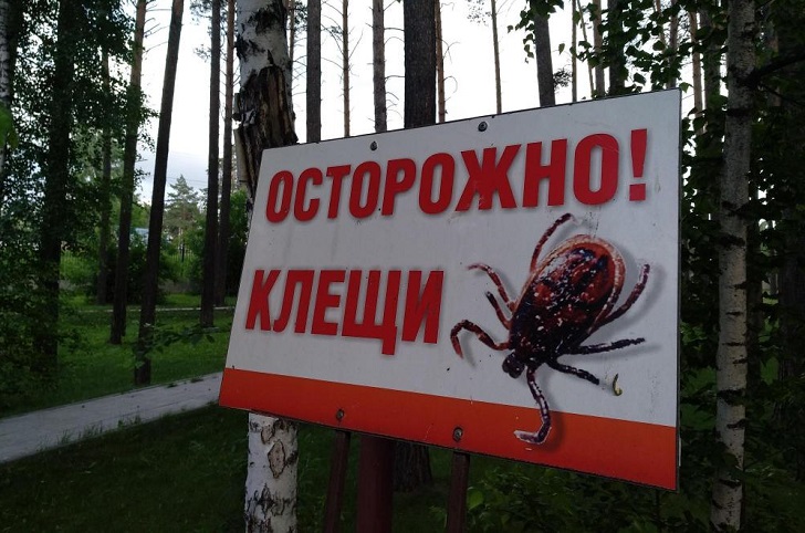 581 житель Иркутской области пострадал от укусов клещей с начала сезона