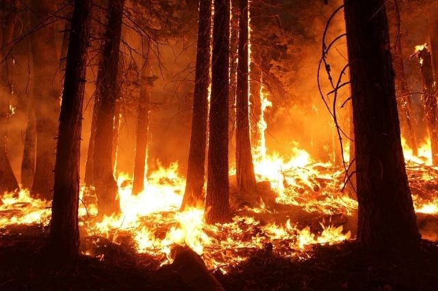 СКР устанавливает причастность чиновника к поджогу леса в Усть-Куте