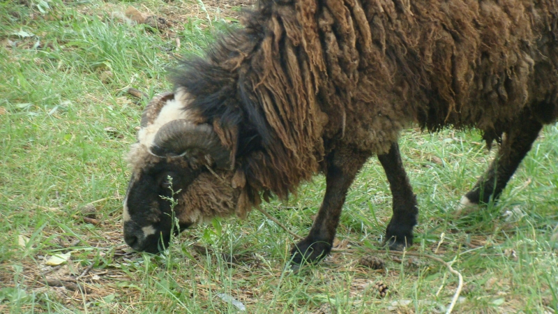 Двое мужчин украли барана у пастуха в Иркутской области