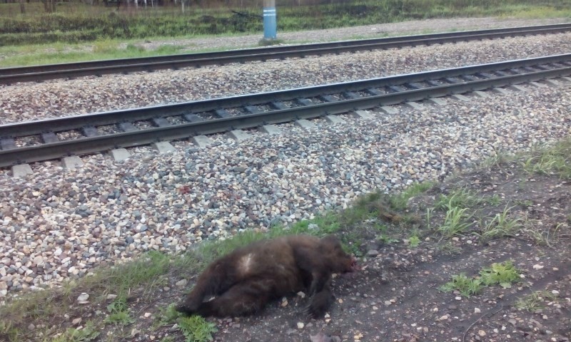 Из-за пожаров в Тайшетском районе на железной дороге погиб медвежонок