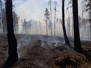 За прошедшие сутки в лесном фонде на территории Иркутской области ликвидировано 15 пожаров