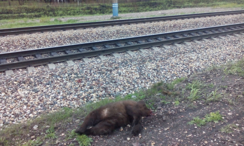 Поезд насмерть сбил спасавшегося от пожаров в Приангарье медвежонка