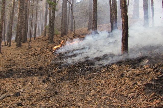 Высокую пожароопасность лесов ожидают 6 мая в Иркутской области