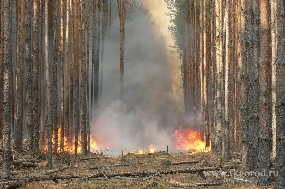 Высокие и чрезвычайные классы пожарной опасности в лесах и усиление ветра прогнозируется в ряде районов Иркутской области