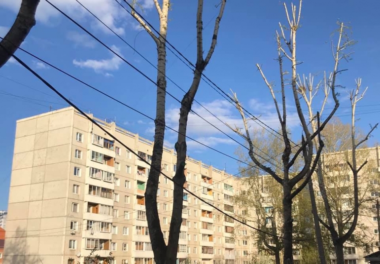 Деревья на улице Костычева в Иркутске привели в порядок при содействии депутата Думы
