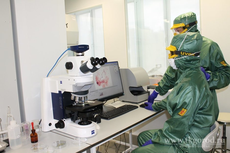 В Иркутске оборудуют лабораторию для работы с африканской чумой свиней
