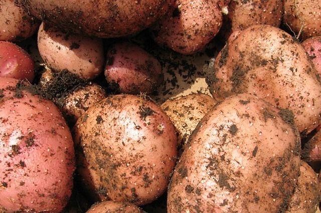 Овощи и картофель начали садить в Иркутской области