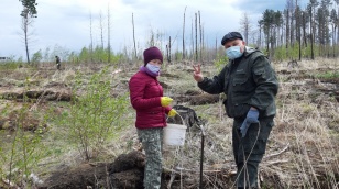 В рамках акции «Сад Памяти» в Иркутской области высадили очередные 30 тысяч деревьев