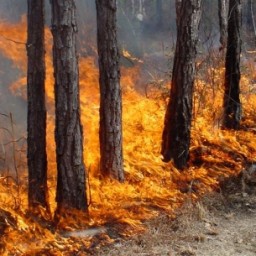 Два крупных пожара перешли из Красноярского края в Иркутскую область