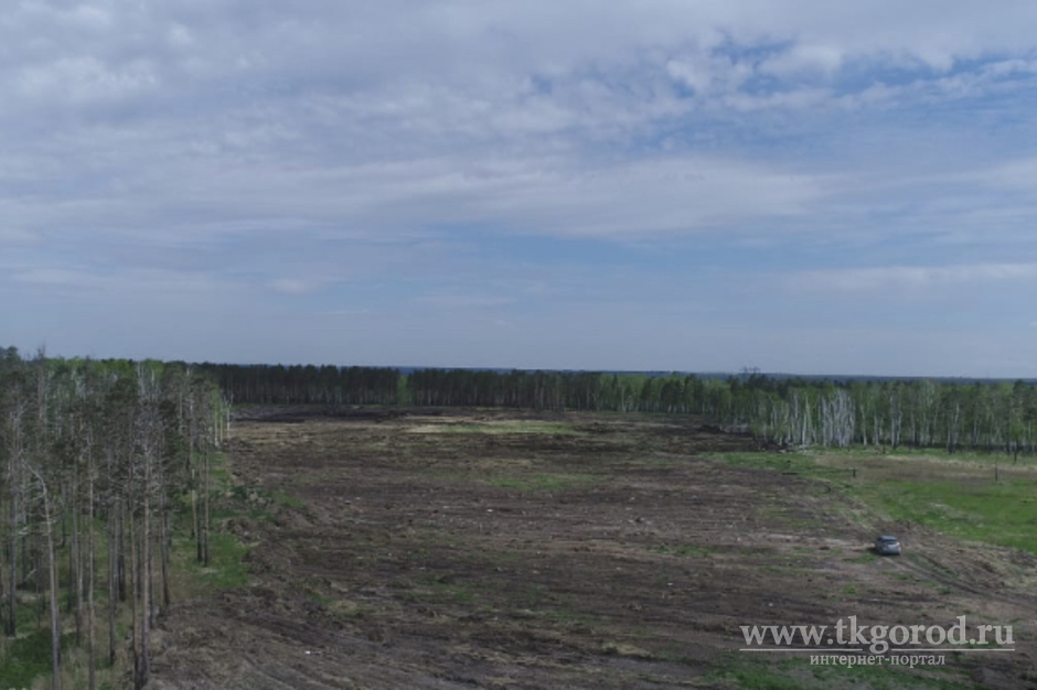 В Усольском районе  на месте очага дикорастущей конопли посадят лес